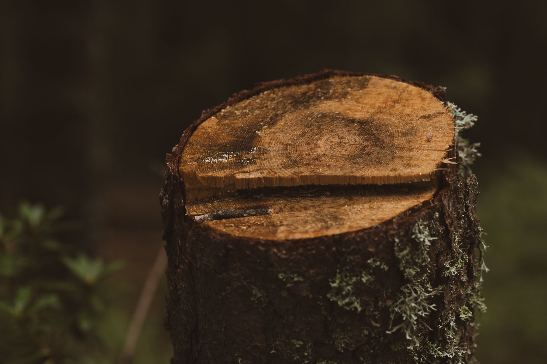 Stump Grinding – Bulverde