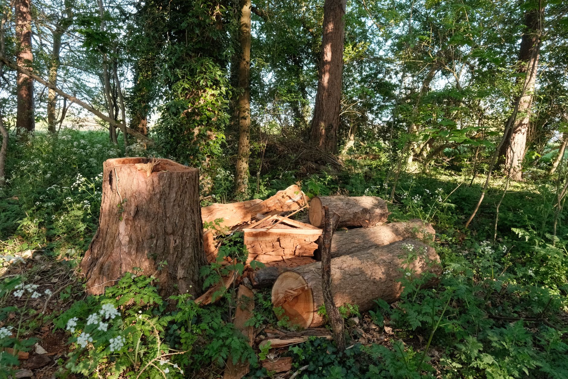Deadwood Pruning – Bulverde